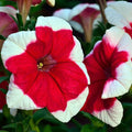 Petunia Hulahoop Series Red ~25 Seeds – Pelleted Grandiflora Mix, 3" Bicolored Picotee Blooms, 98–105 Days, Annual for Zones 6-11, Easy Container Flower