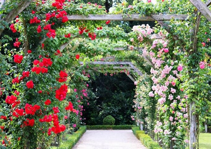 100+ Mix Climbing Rose Seeds for Planting Outdoors