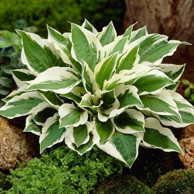 110 Pcs Fragrant Hosta Flower Seeds for Planting Easy Growing Perennial Shade Plants, Green Foliage for Garden Landscaping & Home Decor