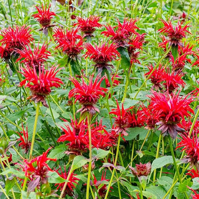 1100+ Perennial Mix Bee Balm Flower Seeds for Planting-Non-GMO Heirloom Plant Seeds Garden Outdoor