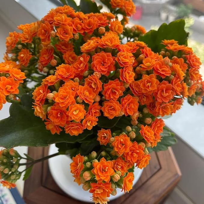 1000+ Kalanchoe Flower Seeds for Planting, Perennial Kalanchoe Flower Seed, Non-GMO Heirloom Rare Limonium Statice Flower Seeds for Home Garden