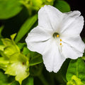 Outsidepride White Four O'clock Flower Seeds - 1 lb Perennial Fragrant, Trumpet-Shaped Blooms, Deer-Proof & Easy to Grow, for Pollinator & Evening Gardens, Containers, Hedges, or Borders