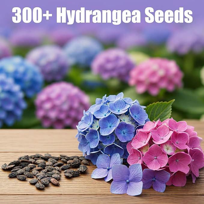 300+ Hydrangea Seeds Bulk Pack - Mixed Hydrangea Seeds Perennial Flower Seeds, Beginner-Friendly & Easy to Grow, Simple Seed-Start, for Garden Borders, Patio Containers & Partial Shade Beds