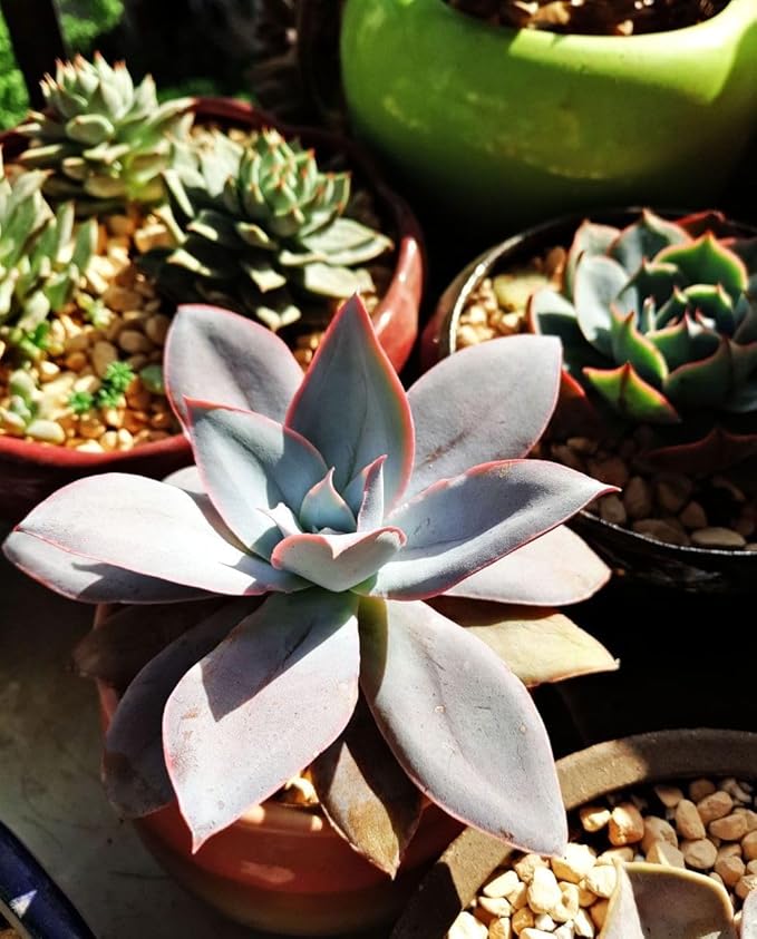 200 pcs Rare Mixed Mini Succulents Seeds for Bonsai & Ornamental Plants - Grow Your Stunning Garden