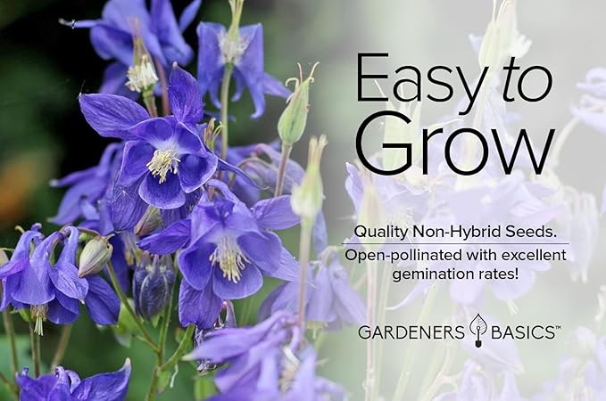 Gardeners Basics, Blue Columbine Seeds for Planting (Aquilegia Seeds) - Beautiful Blue Perennial Flower to Plant in Your Flower Garden Open Pollinated, Non-GMO
