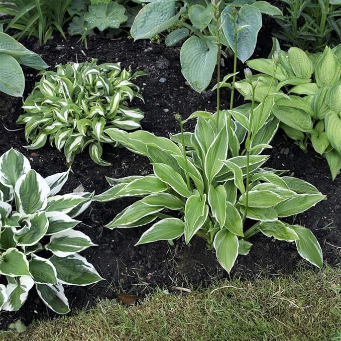 6-Pack Mixed Hosta Root Value Bag | Vibrant Variety for Beautiful Summer Perennial Gardens - Shade or Part Sun Loving - Low Maintenance Easy to Grow