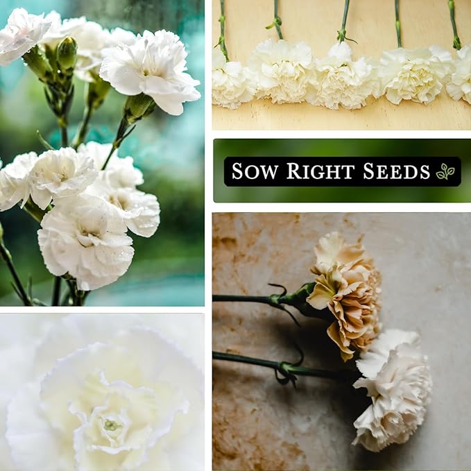 Sow Right Seeds - White Carnation Seeds for Planting - Grow Beautiful Dianthus Blooms in Your Garden - Perfect for Growing Outdoors or Using for Bouquets - Non-GMO Heirloom Vibrant Garden Flowers (2)