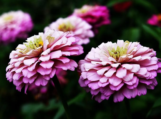 5g pcs Mixed Color Zinnia Seeds for Planting - Heirloom Non-GMO Flower Seeds, Vibrant Flowers for Small Gardens & Balconies Open Pollinated