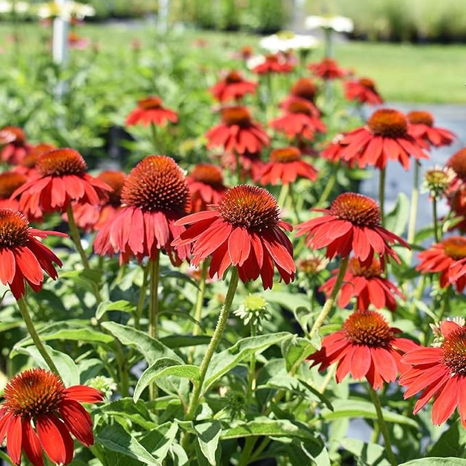 Echinacea Coneflower Seeds, 2000 Pieces, Non-GMO, Perennial Garden Flowers