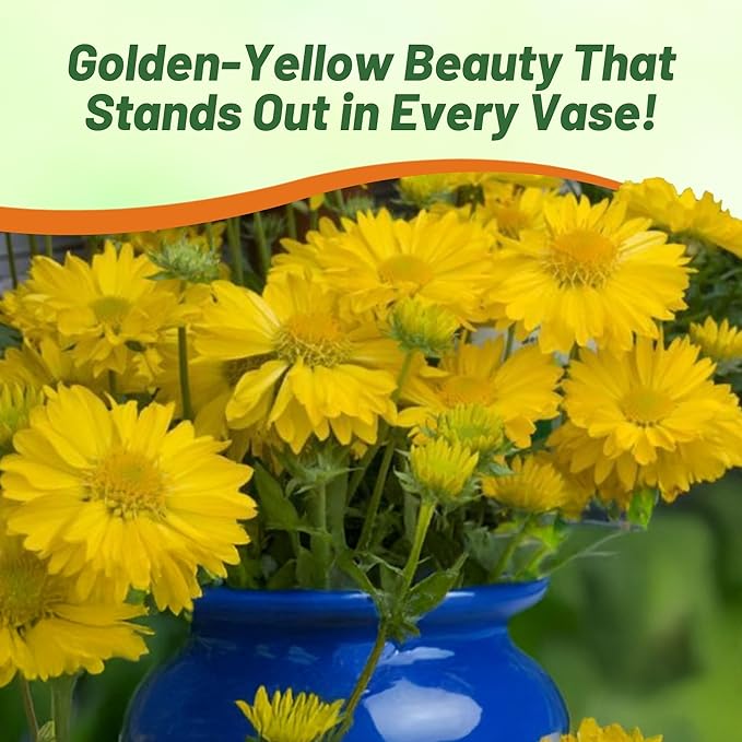 Outsidepride Gaillardia Aristata Aurea Pura Blanket Flower Seeds for Planting - 2000 Pcs Perennial Wildflower Seeds, Drought-Tolerant for Xeriscaping, Borders, Pollinator Gardens, or Wildflower Mixes