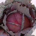 Organic Red Express Cabbage Seeds - 500 mg ~110 Seeds - Non-GMO, Open Pollinated, Heirloom, Vegetable Gardening Seeds