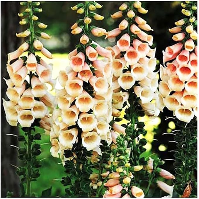 Foxglove Seeds - Excelsior Mixed Colors - Approximately 10,000 Fine Seeds