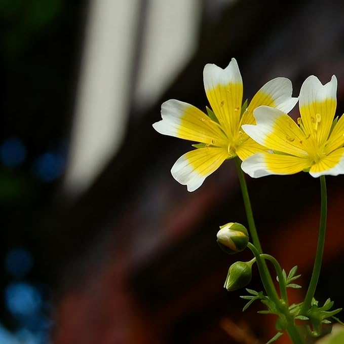 2000+ Limnanthes Douglasii Flower Seeds for Planting, Yellow-White Poached Meadowfoam Plant Seeds, Annual Heirloom Non-GMO Poached Egg Flower Seeds for Home Garden Outdoor