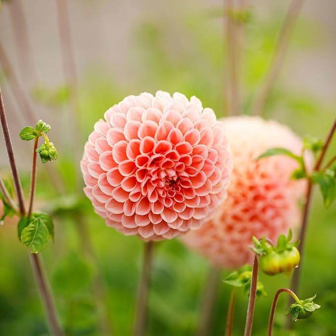 Eden Brothers Dahlia Bulbs (Ball) - Linda's Baby, Non-GMO Bulbs for Planting, 4 Bulbs | Low-Maintenance Flower Bulbs, Plant During Spring, Zones 8, 9, 10, 11