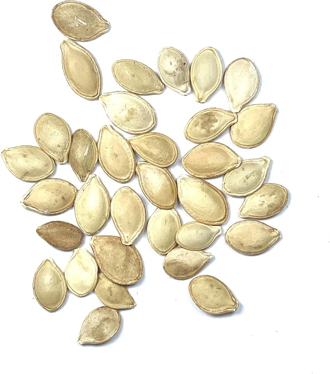 Seed Needs, Straightneck Squash Seeds - 30 Heirloom Seeds for Planting Cucurbita pepo - Delicious Edible Summer Squash to Plant an Outdoor Garden (1 Pack)