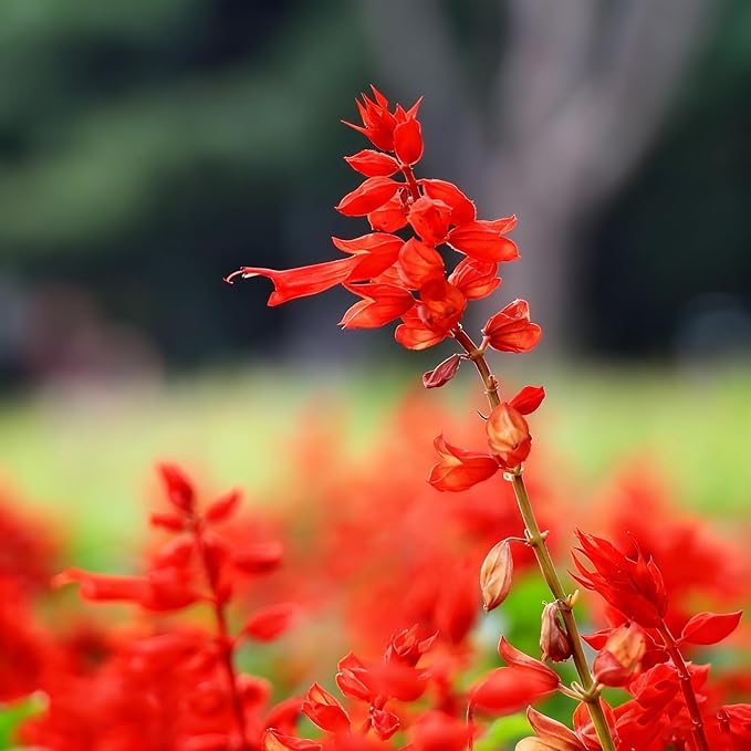 50 Scarlet Sage Flower Seeds for Planting, Perennial Rare Salvia Seed, Non-GMO Arizona Sandstone Agastache Seeds for Garden Home Plant