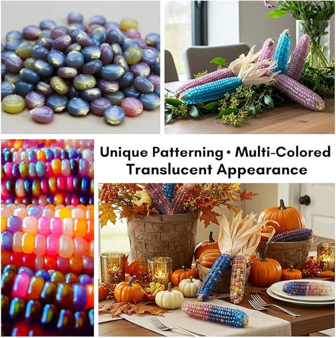 Glass Gem Indian Corn Seeds for Planting - 25+ Seeds - Vibrant Translucent Kernels - Grown in Iowa - Non-GMO