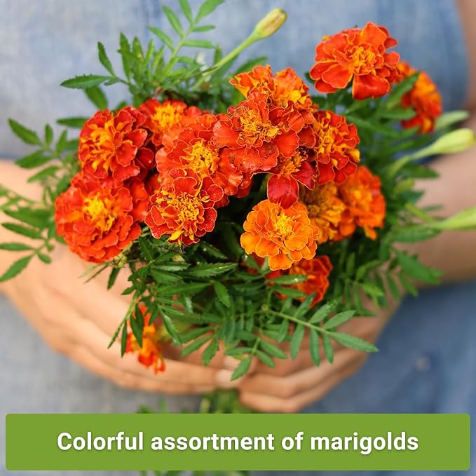 Sow Right Seeds - Marigold Collection Flower Seeds for Planting - Non-GMO Heirloom Packet with Instructions - Crackerjack, Sparky & Dainty Marietta - Companion Plants Attract Pollinators, Deter Pests