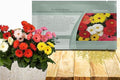 Outsidepride Revolution Select Mix Gerbera Seeds - 10 Pcs Perennial, Compact & Low Maintenance, Flower Seeds for Planting w/Vibrant Blooms, Ideal for Garden Landscaping & Cut Flower Arrangements