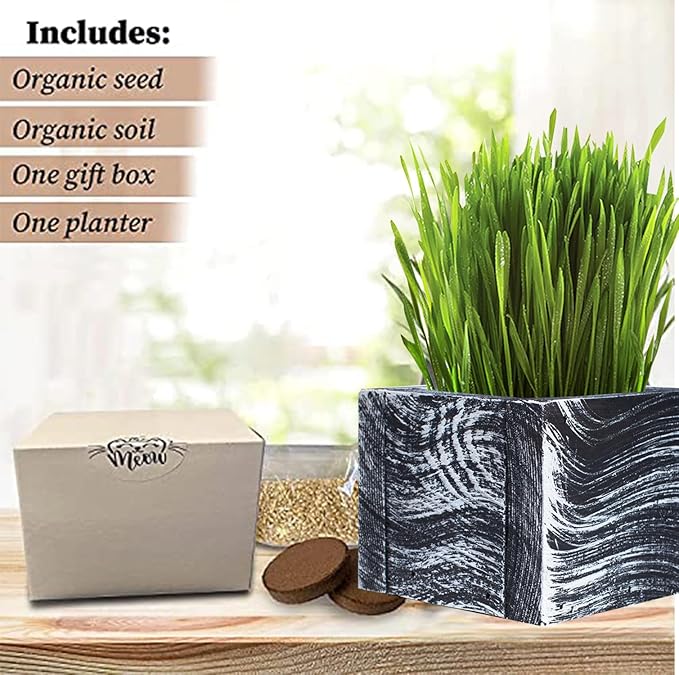 Cali Kiwi Pros Cat Grass for Indoor Cats - Christmas Organic Cat Grass Kit: 4.25" Square Planter with Organic Seeds, Soil Pucks, Hand Made in The USA (Green Gold)