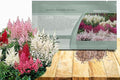 Outsidepride Bunter Astilbe Seeds – 2000 Pcs Perennial, Shade Tolerant Flower Seeds for Planting Vibrant Mixed Blooms in Moist Areas, & Pollinator-Friendly Garden Borders with High Germination Rate