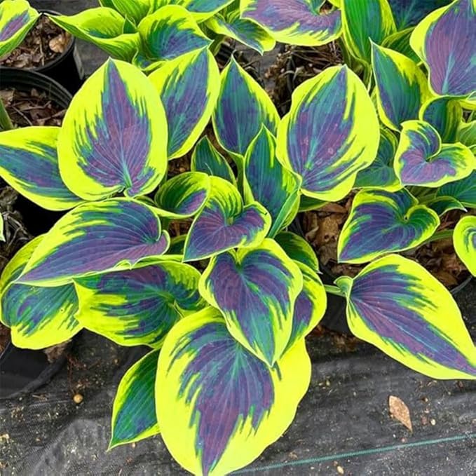 Hosta Flower Seeds, 220pcs, Perennial Shade Plant with Lush Foliage, Ideal for Woodland & Home Gardens
