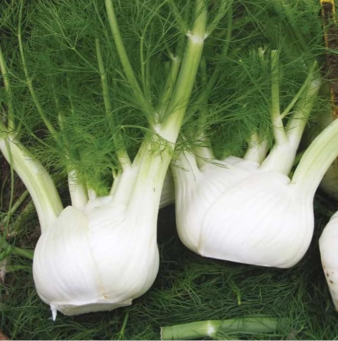 150 Bulbing Fennel Vegetable Seeds for Planting - Grow Preludio Fennel Bulbs for Cuisine