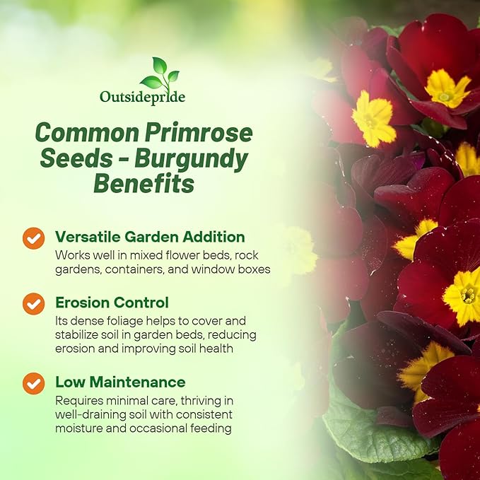 Outsidepride Danessa Burgundy Common Primrose Seeds - 25 Pcs Annual, Hardy, Easy to Grow & Low Maintenance Flower Seeds for Planting Vibrant Soft Blooms, for Containers, Borders & Erosion Control