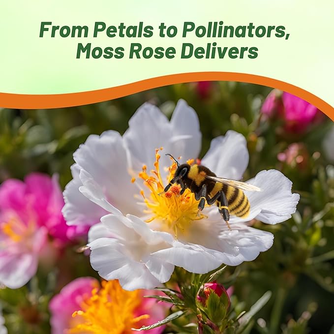 Outsidepride White Moss Rose Seeds - 10000 Pcs Annual, Drought & Heat Tolerant, Pollinator Friendly Ground Cover Seeds for Planting w/Vibrant Blooms & Succulent Foliage, Ideal for Xeriscaping