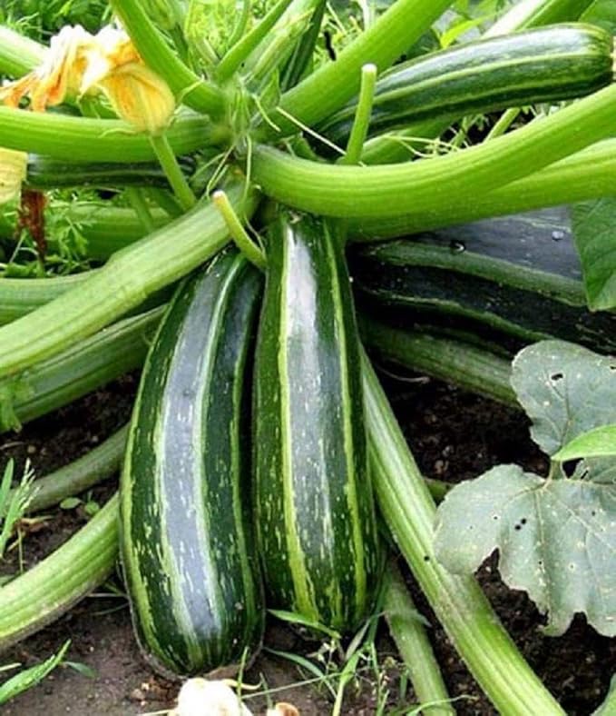 Cocozelle Summer Squash Seeds,50 Count COOL BEANS N SPROUTS Brand. Heirloom. Non-GMO. Home Gardening.