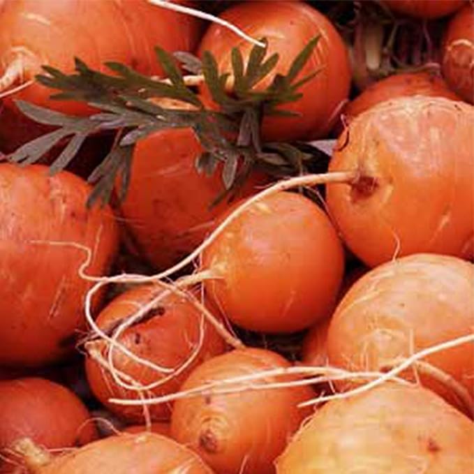 Organic Parisian Carrot Seeds - 1 OZ ~18,200 Seeds - Non-GMO, Open Pollinated, Vegetable Gardening Seed