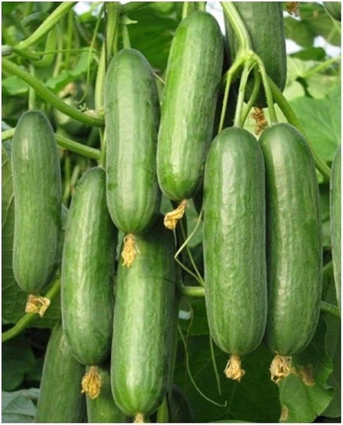 PROXIMUS Hybrid Greenhouse Beit Alpha Cucumber Seeds (25 Seeds)