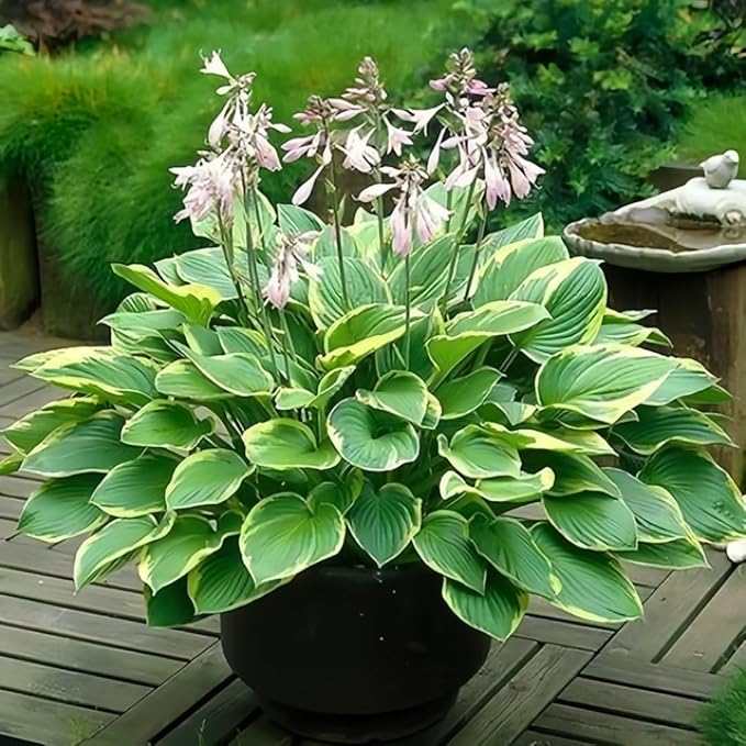 Hosta Shade Garden Seeds 210pcs– Decorative Foliage Plants – Ideal for Gifts, Landscaping & Natural Green Corners
