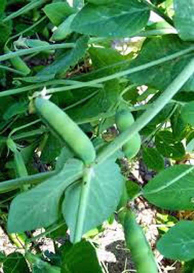 Pea Seed, Early Alaska, Heirloom, Non GMO, 100 Seeds, Great Peas