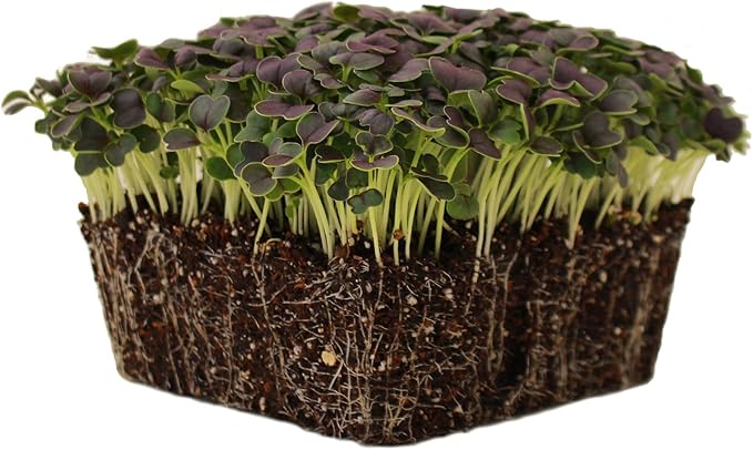 Red Tatsoi Mustard Seeds - 1 Oz - Herb & Vegetable Gardening, Microgreens - Non-GMO, Open Pollinated - Brassica rapa Narinosa
