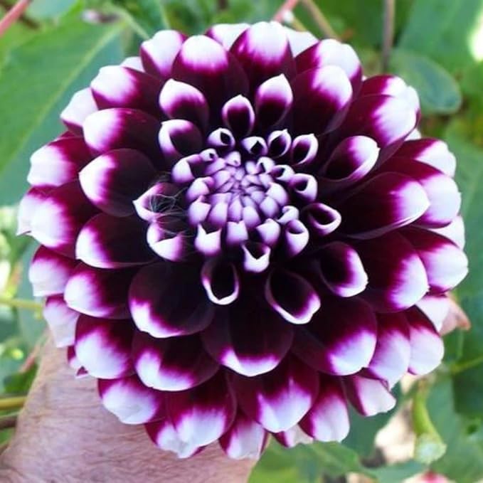 500+ Perennial Dahlia Flower Seeds Exotic Multi-Color Beautiful Dahlia Seeds for Planting Non-GMO Flowers Seeds Garden Outdoor