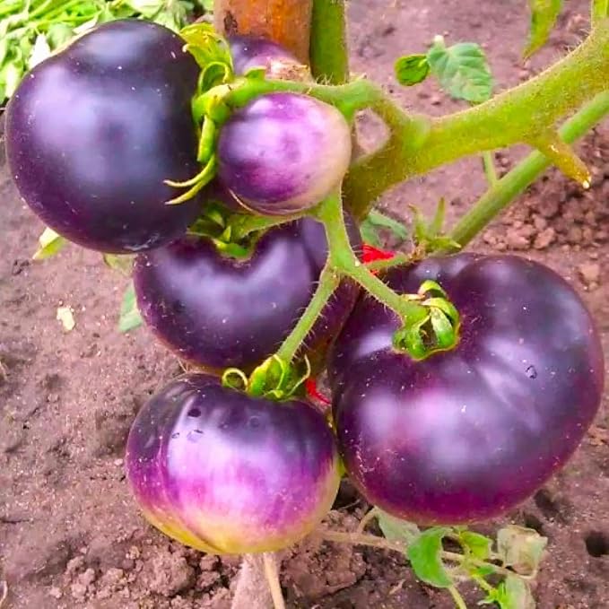 Seeds Rare Purple Tomato 30+ Seeds for Planting Indeterminate Tomato