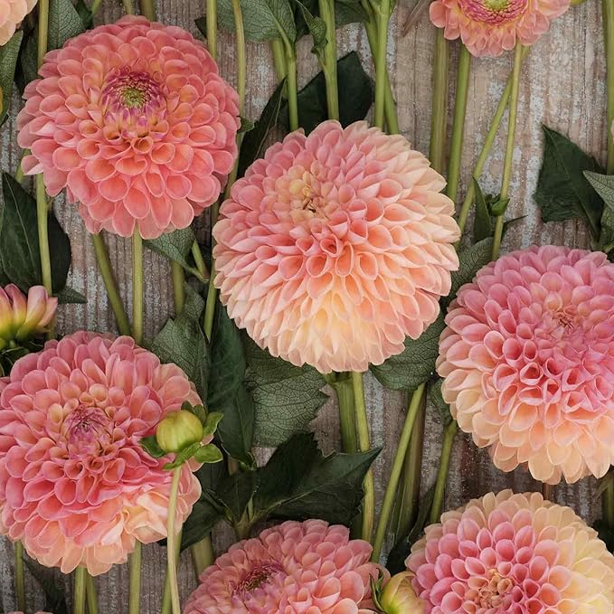 Eden Brothers Dahlia Bulbs (Ball) - Jowey Nicky, Non-GMO Bulbs for Planting, 4 Bulbs | Low-Maintenance Flower Bulbs, Plant During Spring, Zones 8, 9, 10, 11