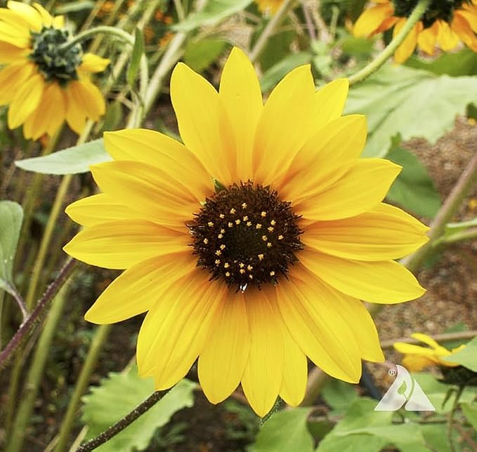 Wild Sunflower - Attracts Bees and Butterflies. Plants are highly adaptable, tolerating dry to moderate moisture and a variety of soil types.