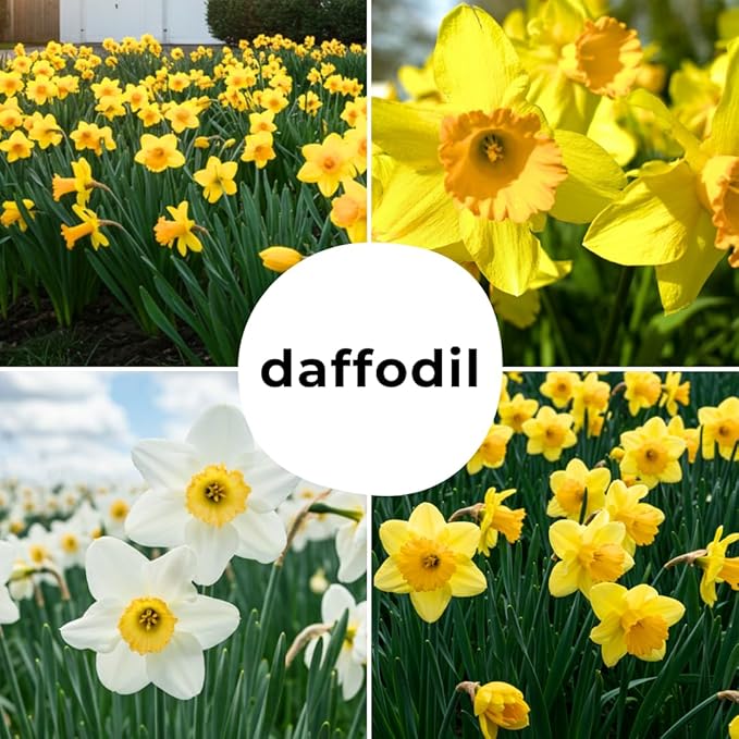 Large Flowering Mix Daffodil Bulbs for Planting, Stunning Perennial Flower Bulbs, Borders, Garden, Landscaping, Bulb Size 12/14 cm, Large Flowering Daffs (10 Bulbs)