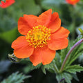 Mrs. Bradshaw Geum Flower Garden Seeds - 1000 Seeds - Perennial Flower Gardening Seed - Geum Chiloense