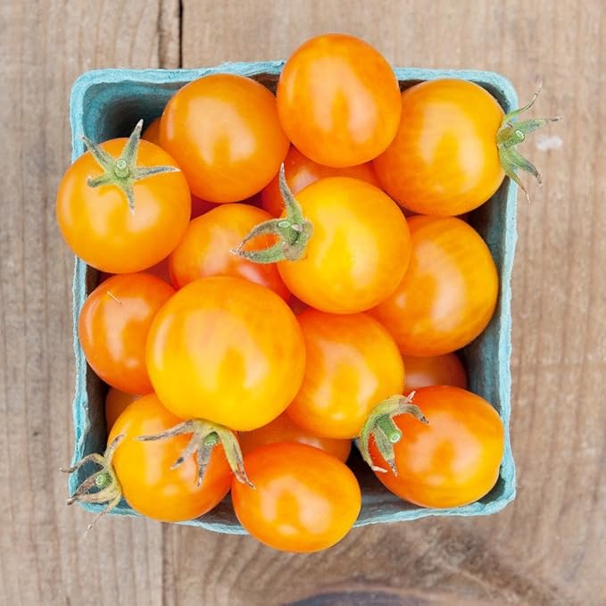 Organic Tomato Seeds, APPR. 75, Gold Nugget Cherry Tomato, Heirloom Vegetable Seeds, Certified Organic, Non GMO, Non Hybrid, USA