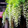Weeping Jasmine Seeds (300 PCS) – Fragrant Cascading White Flowers, Climbing & Trailing Ornamental Vine, Non-GMO Flower Seeds for Garden, Balcony & Pergola Planting