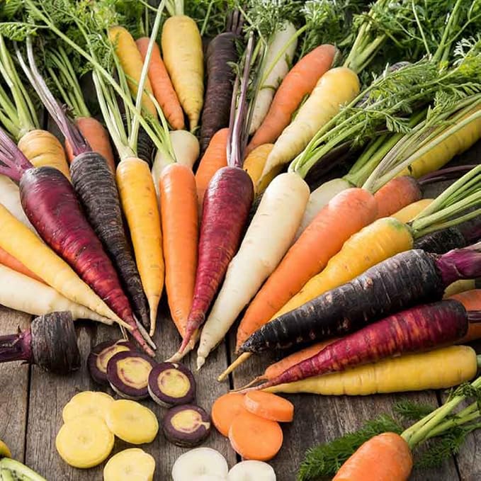 1500+ Rainbow Carrot Seeds for Fall Planting,Organic Heirloom Carrots Seeds Easy to Grow-Root Vegetable Seed for Fresh Eating & Juicing,in Gardens & Containers