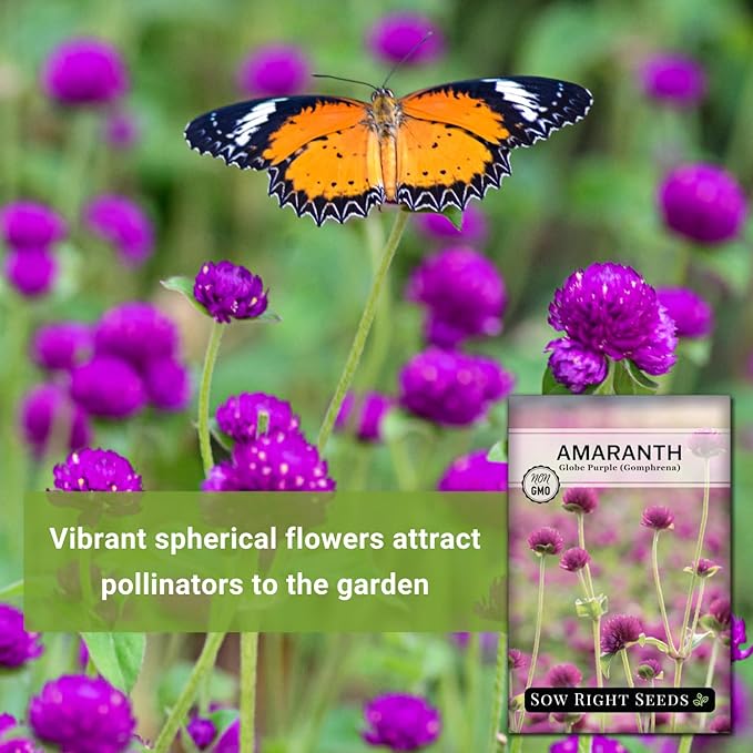 Sow Right Seeds - Purple Globe Amaranth Seeds for Planting - Non-GMO Heirloom Packet with Instructions to Plant & Grow an Outdoor Home Flower Garden - Gomphrena Pompom Flowers - Use Dried for Tea (2)
