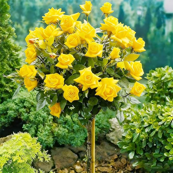 285+ Perennial Rose Tree Flower Seeds for Planting-Potted Sapling Seeds for Indoor and Outdoor Planting
