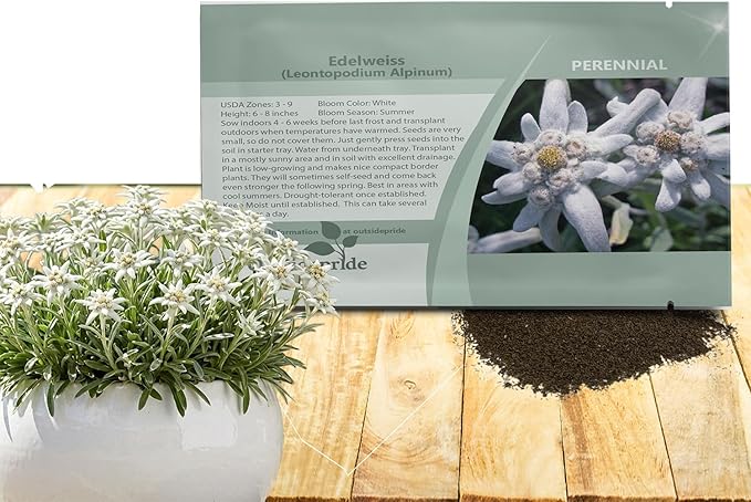 Outsidepride Edelweiss Seeds - 10000 Pcs. Perennial, Drought-Tolerant & Easy to Grow, Ground Cover Seeds for Planting Silvery Foliage & Clustered Wooly White Blooms for Xeriscaping & Versatile Uses