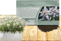 Outsidepride Edelweiss Seeds - 5000 Pcs. Perennial, Drought-Tolerant & Easy to Grow, Ground Cover Seeds for Planting Silvery Foliage & Clustered Wooly White Blooms for Xeriscaping & Versatile Uses
