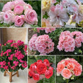 20+ Mixed Perennial Geranium Seeds for Planting-Hardy Double Geraniums Seeds Flower,Non-GMO Heirloom for Home Garden Outdoor