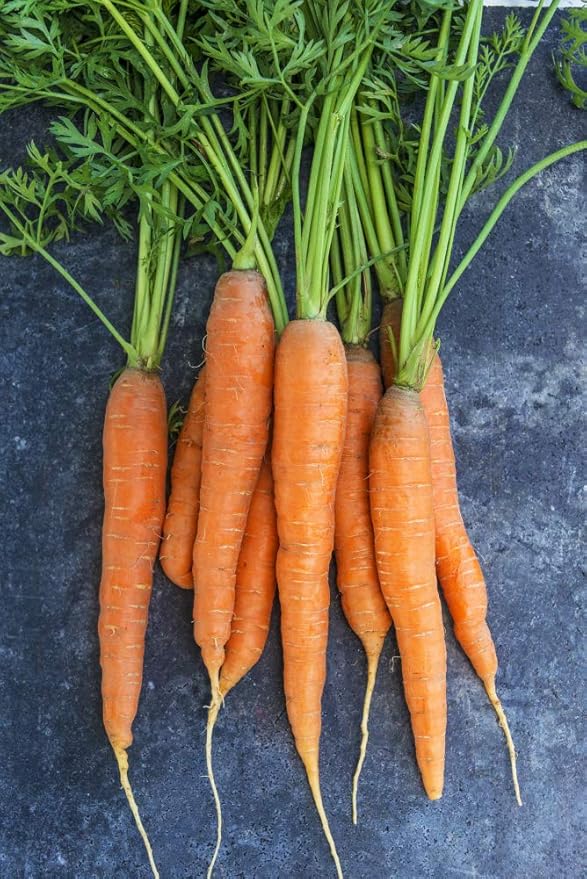 Carrot Napoli Hybrid Pkt - Approx. 500 Seeds per Pack